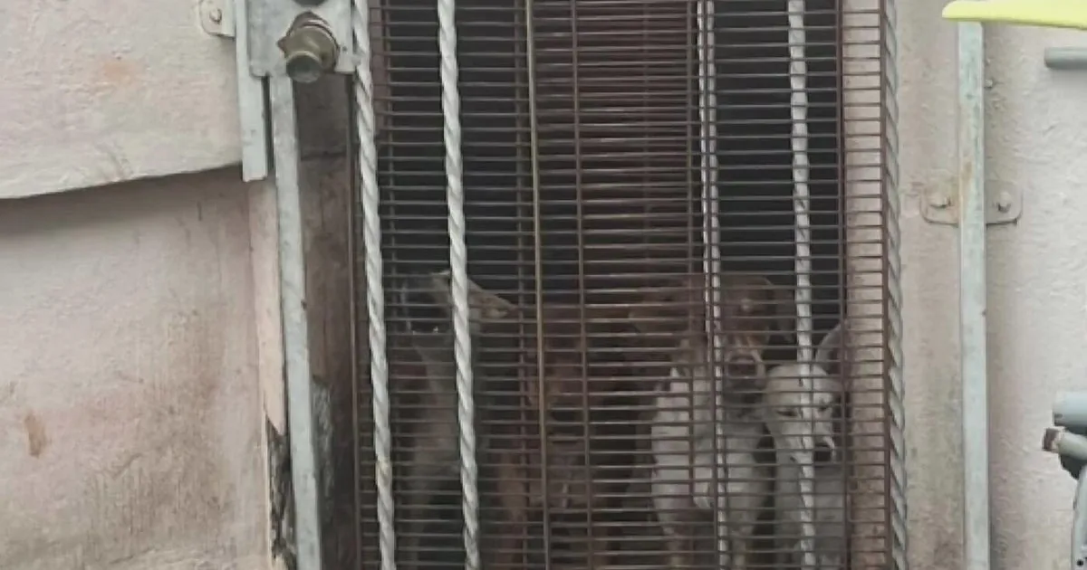Police respond to a Miami Beach home where 19 dogs and an elderly woman were found in unsafe conditions